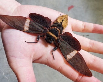 REAL Giant Black Cicada Tosena albata SPREAD insect