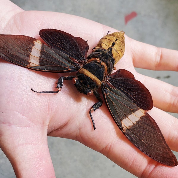 REAL Giant Black Cicada Tosena albata SPREAD insect