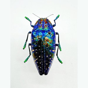 Blue Rainbow Jewel Beetle 'Polybothris sumptuosa gema'