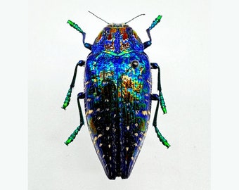 Blue Rainbow Jewel Beetle 'Polybothris sumptuosa gema'