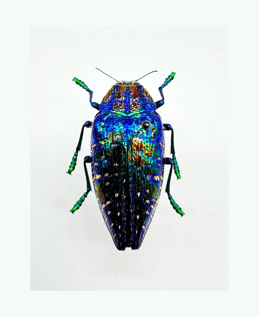REAL Blue Rainbow Jewel Beetle 'polybothris Sumptuosa Gema', Dried