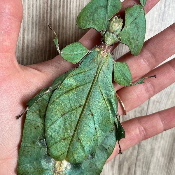 HUGE Phyllium giganteum, World’s Largest Leaf Insect! +140mm GIANT BUG!