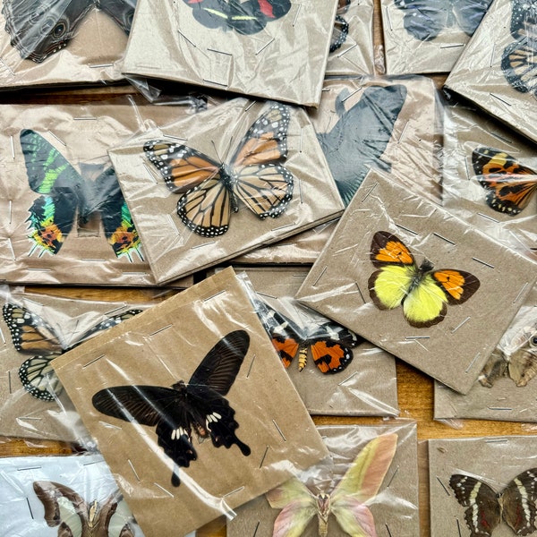 REAL Butterflies and Moths WINGS SPREAD open, Mixed Random Assortment