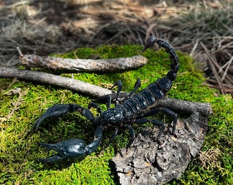 Op de afbeelding: Een zwarte schorpioen met grote scharen en een gebogen staart rust op een bed van levendig groen mos. De geleedpotige bevindt zich in de buurt van een stuk schors en kleine twijgen, waardoor een naturalistische scène ontstaat. De afbeelding is goed belicht en benadrukt het gesegmenteerde lichaam van de schorpioen.