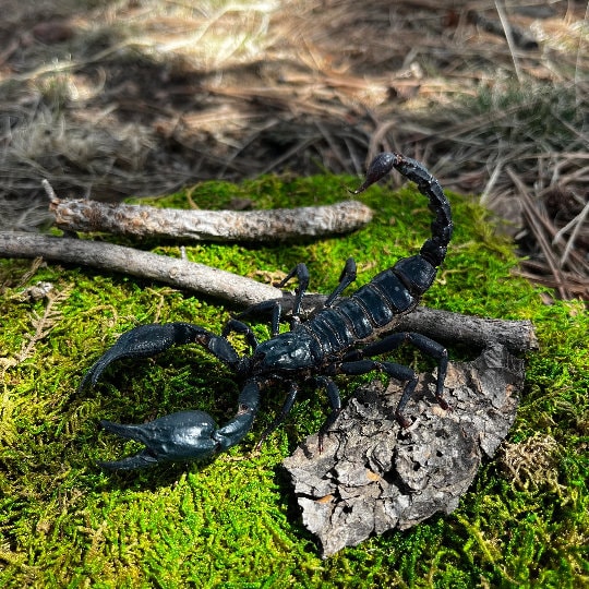 GIANT Real Scorpion, DEAD Specimen Heterometrus Laoticus, Black