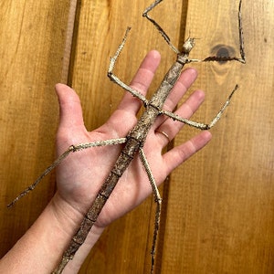 GIANT Stick Insect 'Tirachoidea westwoodi' UNSPREAD Dead Specimen