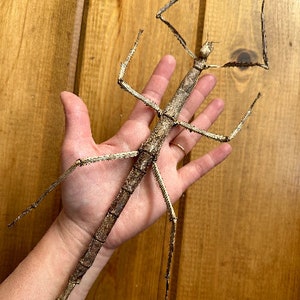 The Giant Walking Stick