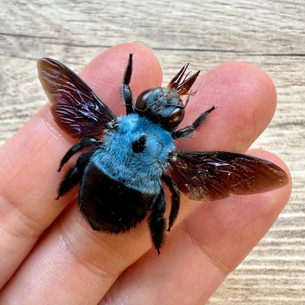 Xylocopa caerulea,REAL Blue Carpenter Bee AWESOME INSECT Weird Bug