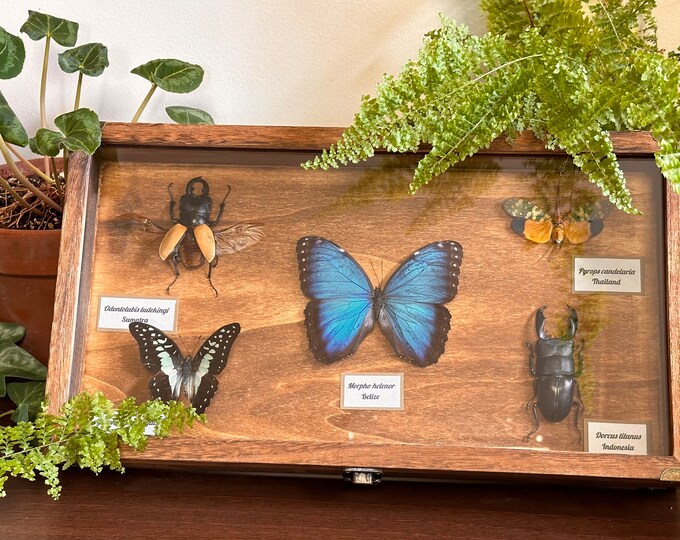 Insect & Butterfly Display Case Case INSECTS INCLUDED Etsy