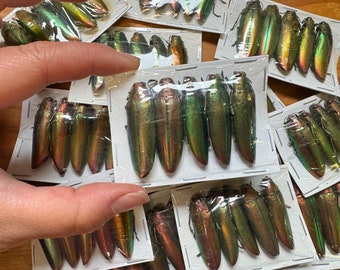 BULK WHOLESALE! Metallic Green Real Jewel Beetle 'Chrysochroa aurora'