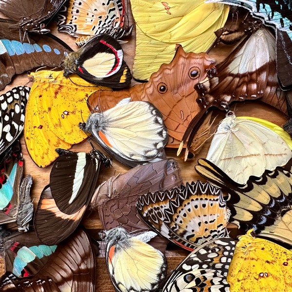 Mixed lot of REAL butterflies for artwork, crafts, and projects! Wholesale Pack! Assortment