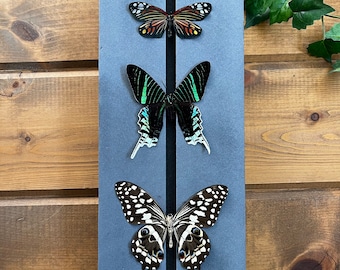 Butterfly Spreading Mounting Board, Professional Pinning Entomology Supplies, Butterfly Moth Wing Preservation, Foam DIY kit