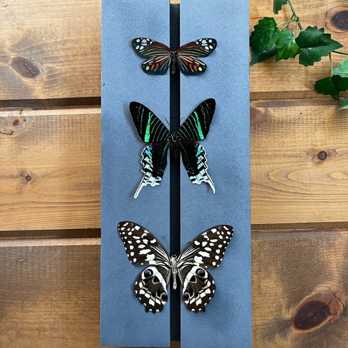 Butterfly Spreading Mounting Board High Density Polyethylene Etsy