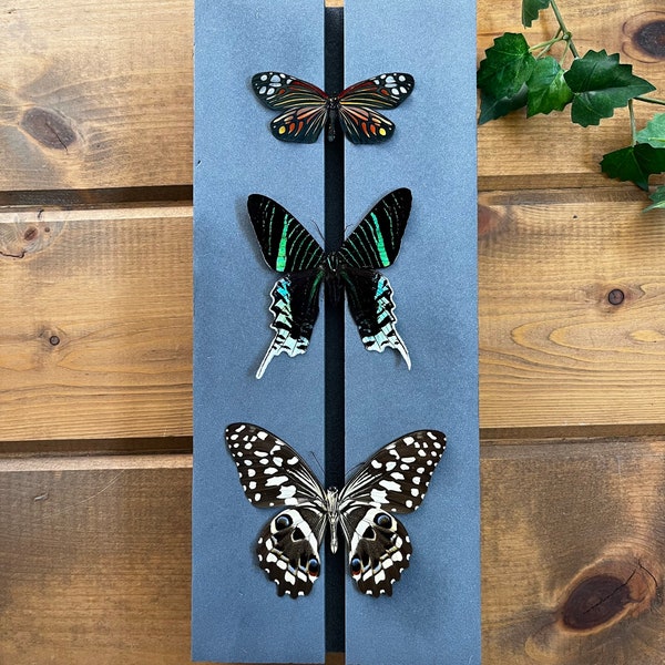 Butterfly Spreading Mounting Board High Density Polyethylene Entomology Supplies