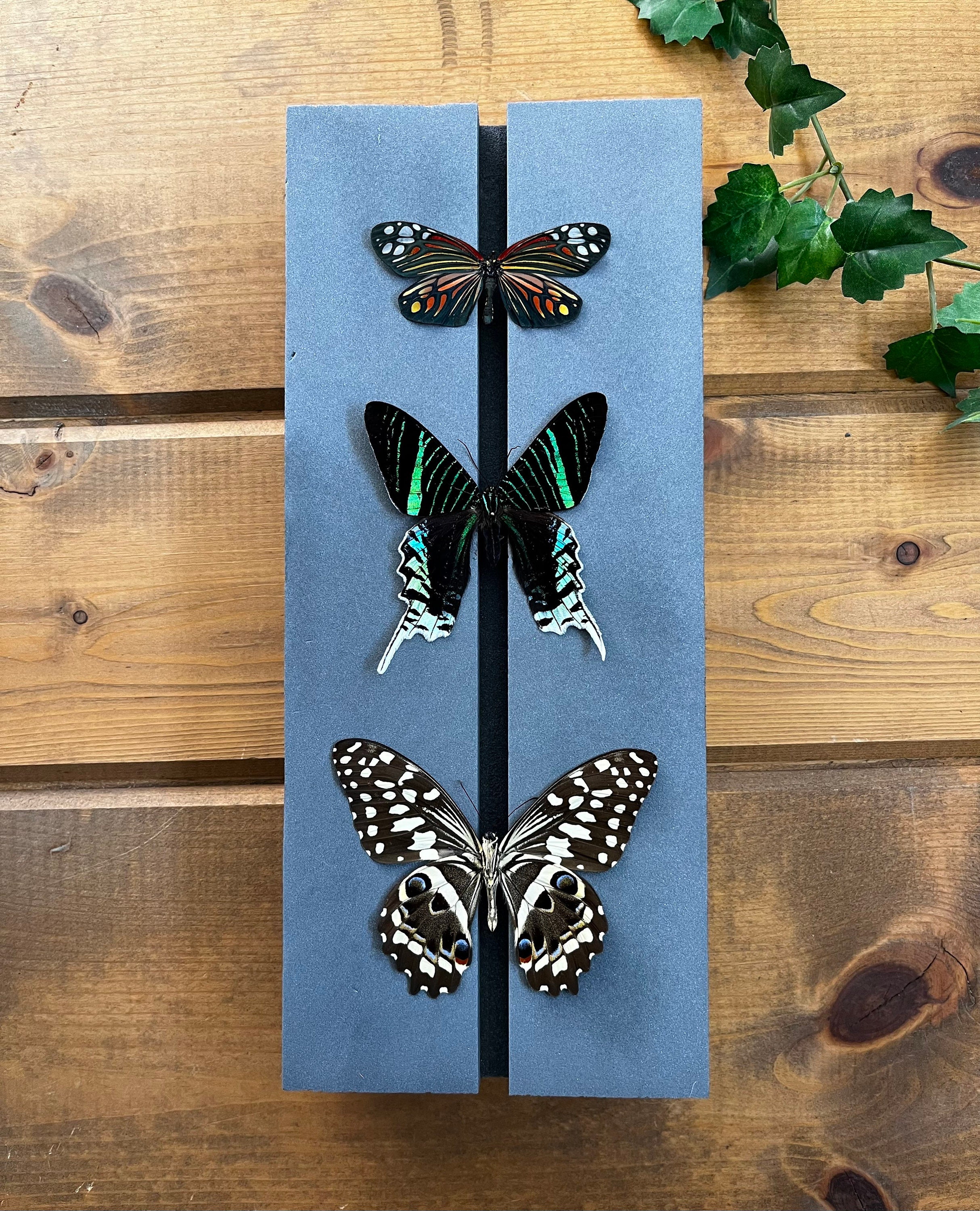 Butterfly Spreading Mounting Board, Professional Pinning