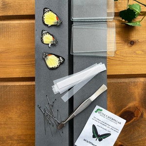 Complete Butterfly Mounting Kit Insect with Spreading Board