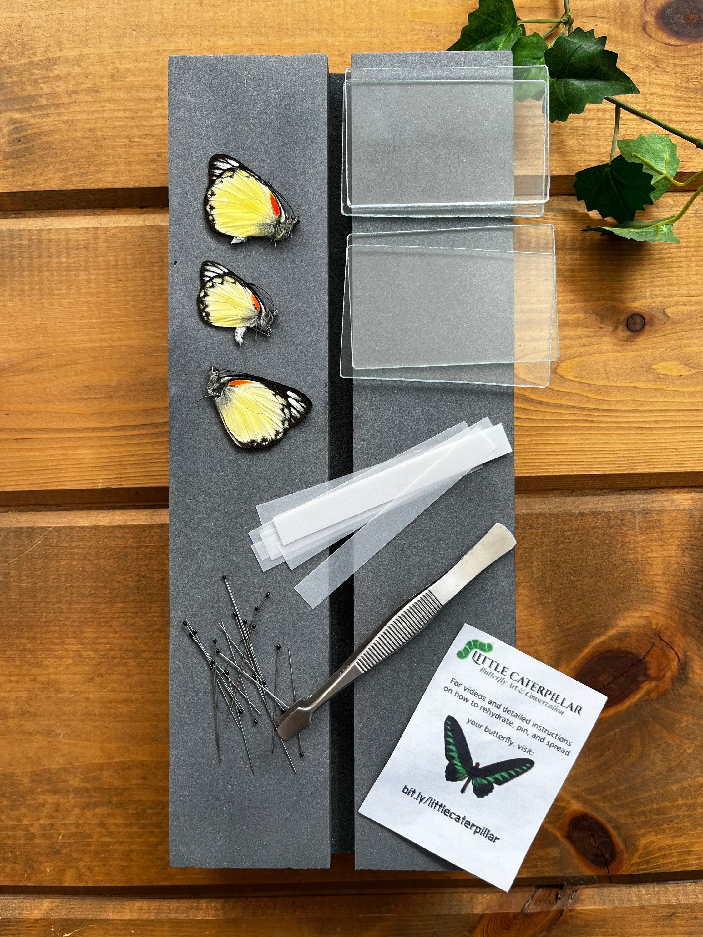 Complete Butterfly Mounting Kit Insect With Spreading Board Etsy