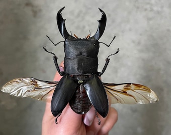 giant stag beetle backpack