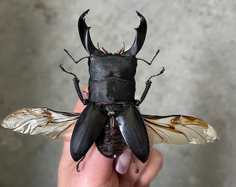 HUGE Stag Beetle 'Dorcus alcides'