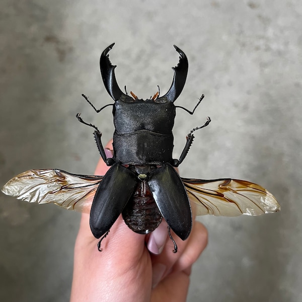 HUGE Stag Beetle 'Dorcus titanus'