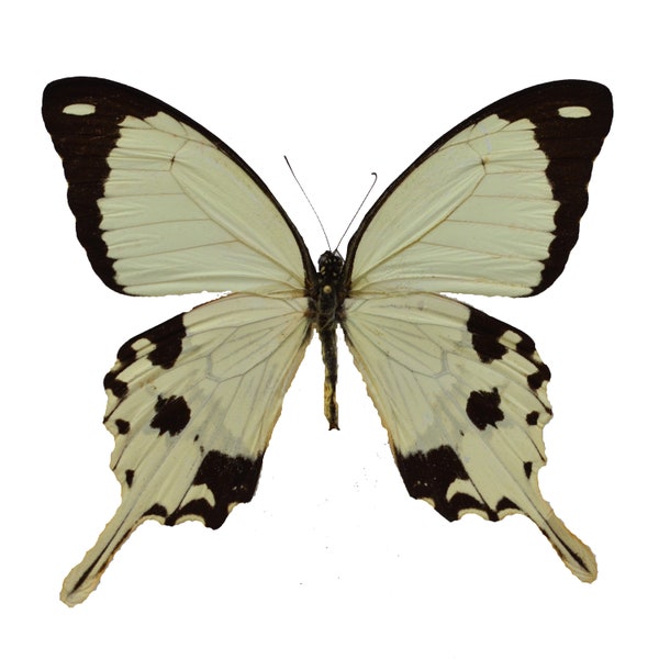 Papilio dardanus, FLYING HANDKERCHIEF BUTTERFLY real swallowtail from Africa