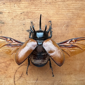 REAL Five Horned Rhinoceros Beetle BIG &#39;Eupatoris gracilicornis&#39;