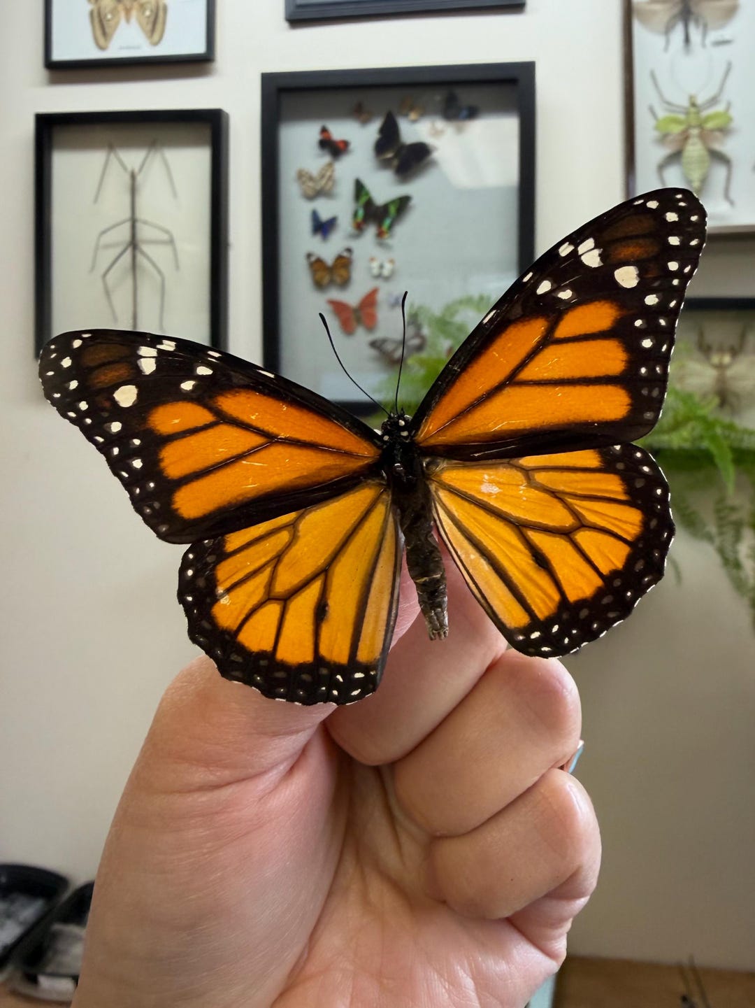 REAL Monarch Butterfly SUSTAINABLY Sourced! Danaus Plexippus - Etsy