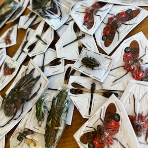 REAL Assorted Bugs and Beetles! Cool insect species from around the world! SHIPS from USA!
