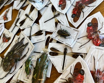 REAL Assorted Bugs and Beetles! Cool insect species from around the world! SHIPS from USA!