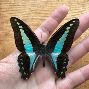 REAL Graphium sarpedon preserved BUTTERFLY, dried, dead, insect specimen.  Blue butterfly with wings closed for pinning, framing, nature art