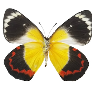 May include: A yellow butterfly with black and red markings on its wings. The butterfly has white spots on its wings.