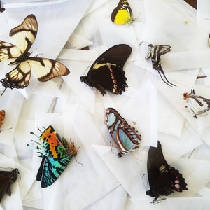 Download Butterflies Svg Etsy