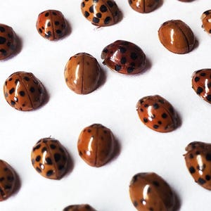 May include: Close-up of several ladybugs scattered on a white surface. The ladybugs have a reddish-brown shell with black spots. Some ladybugs are a solid reddish-brown color. The ladybugs are in various positions.