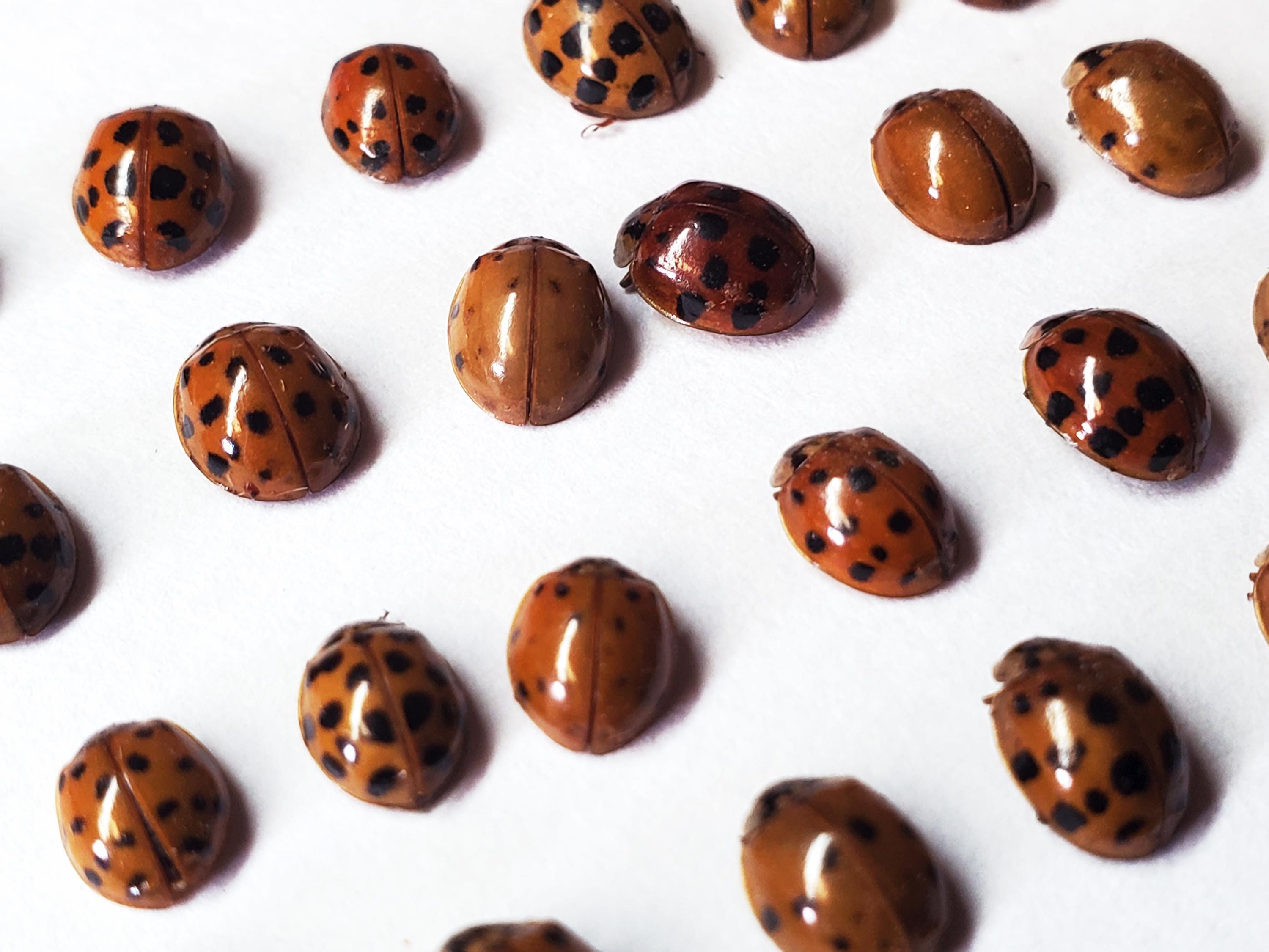 REAL Ladybugs! Dried Dead Ladybird Beetles insects for pinning, spreading, art, decoration