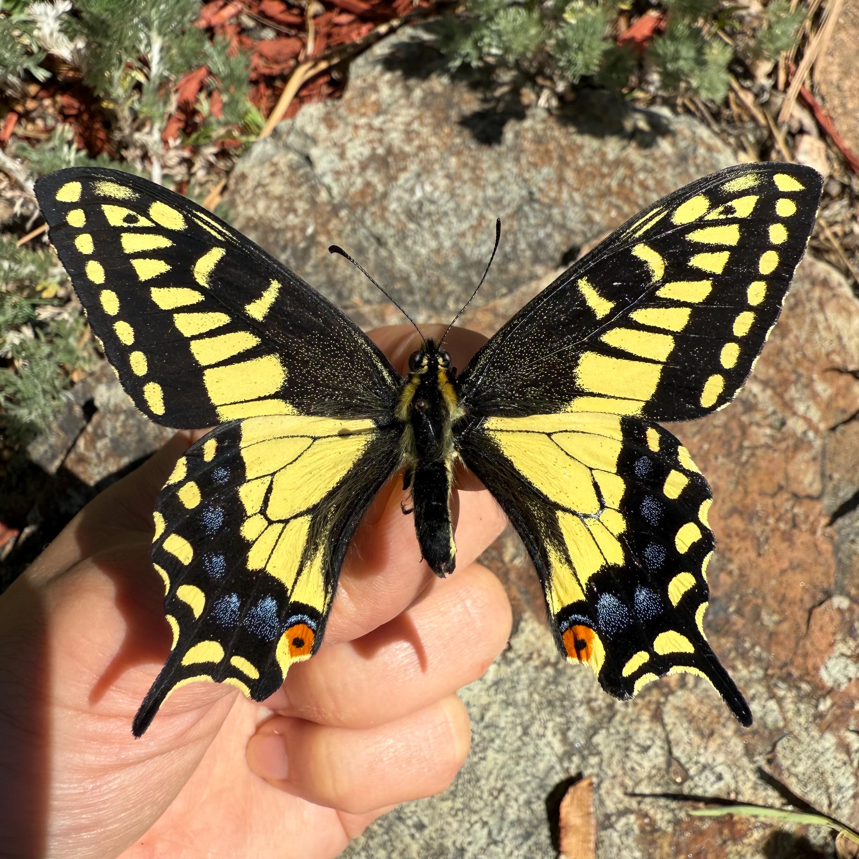 REAL Anise Swallowtail 'papilio Zelicaon', Dried, Dead, Preserved
