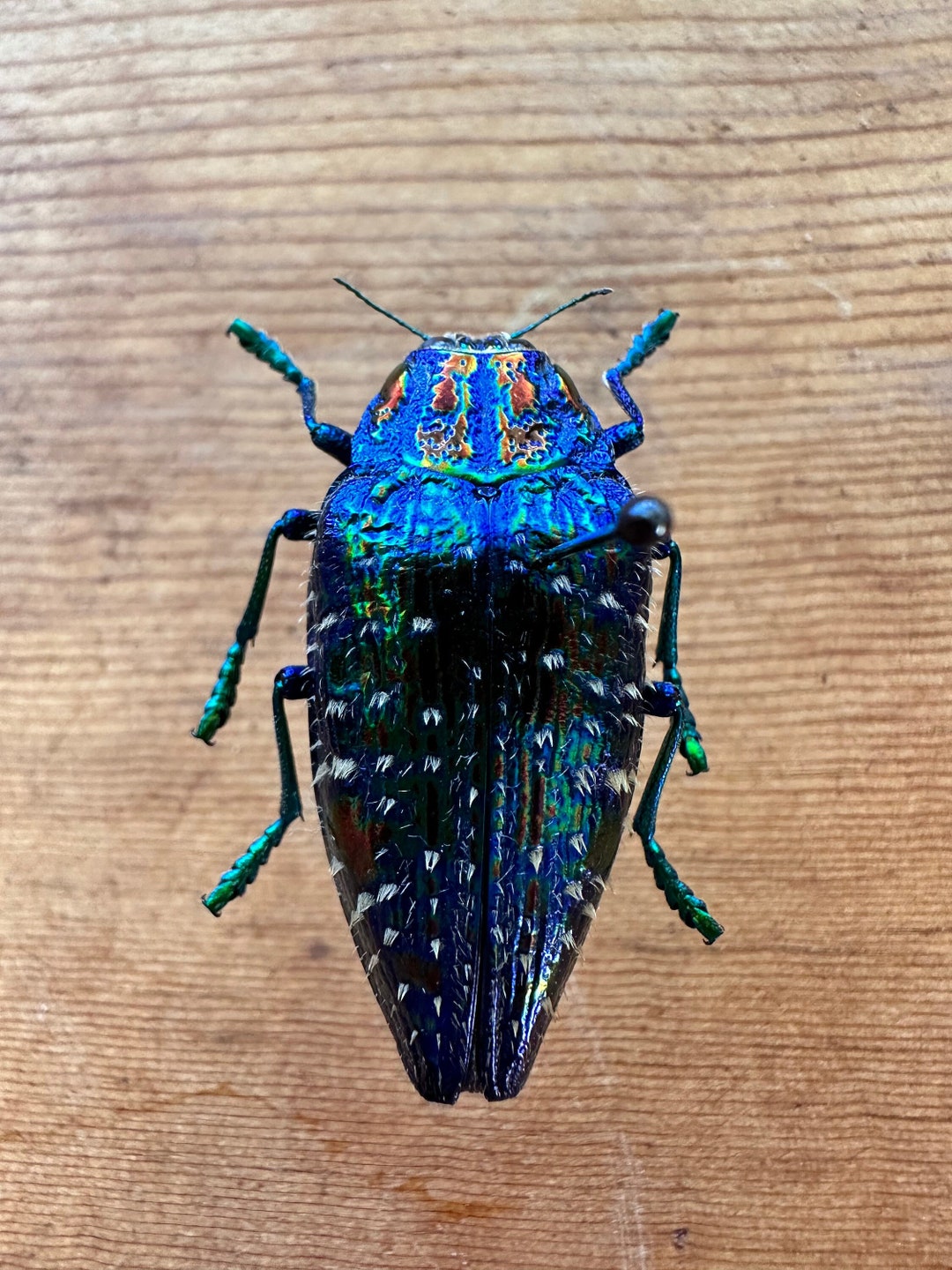 Blue Rainbow Jewel Beetle ‘polybothris Sumptuosa Gema’ - Etsy