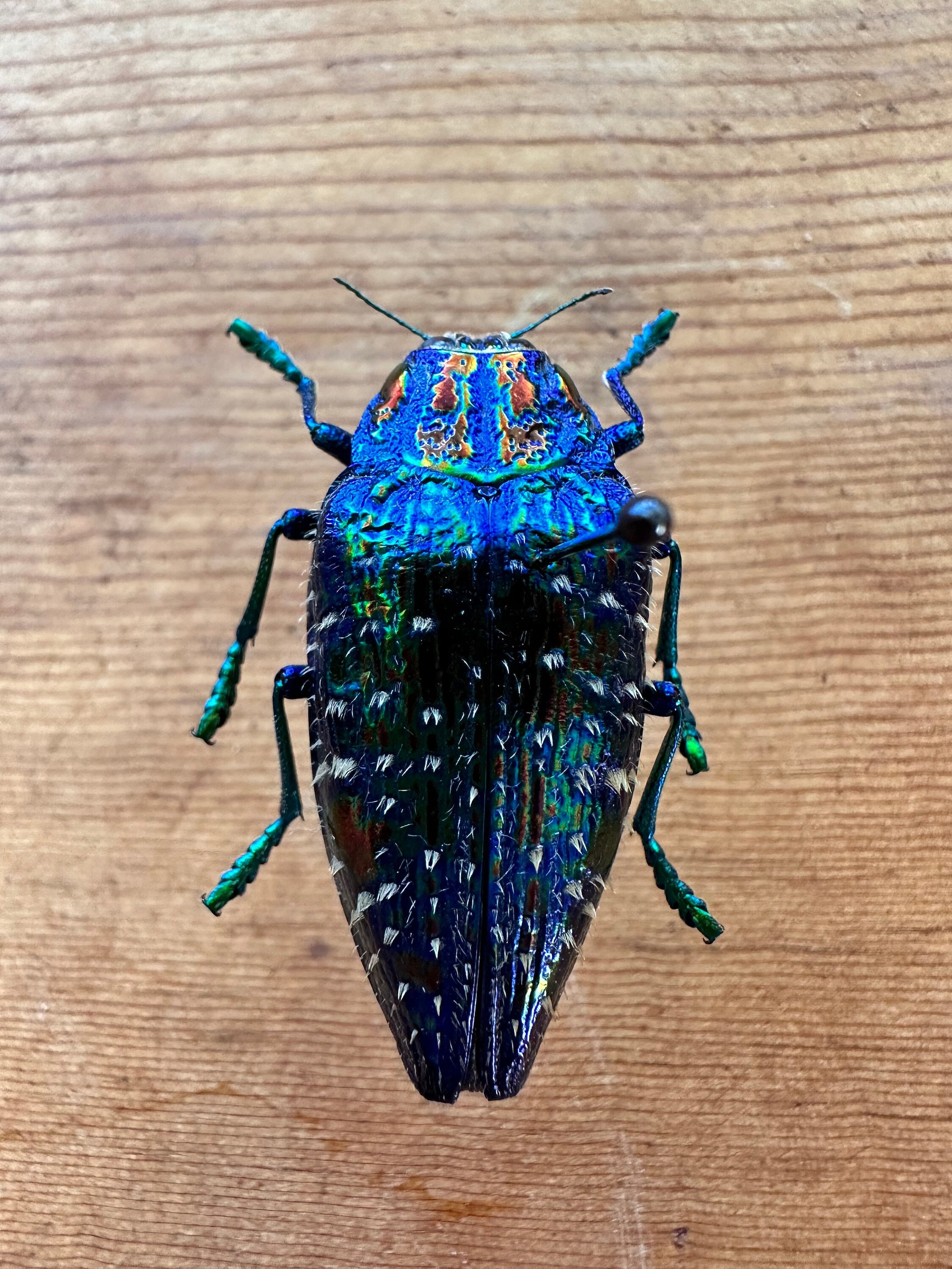 Blue Rainbow Jewel Beetle ‘polybothris Sumptuosa Gema’ - Etsy