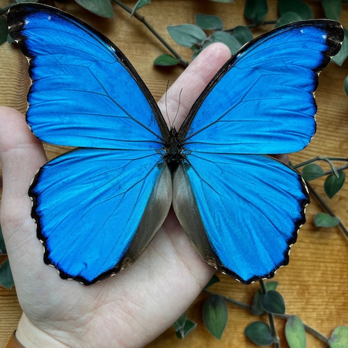 Blue Morpho Butterfly A1/A1- REAL Morpho Didius HUGE, Dried, Dead