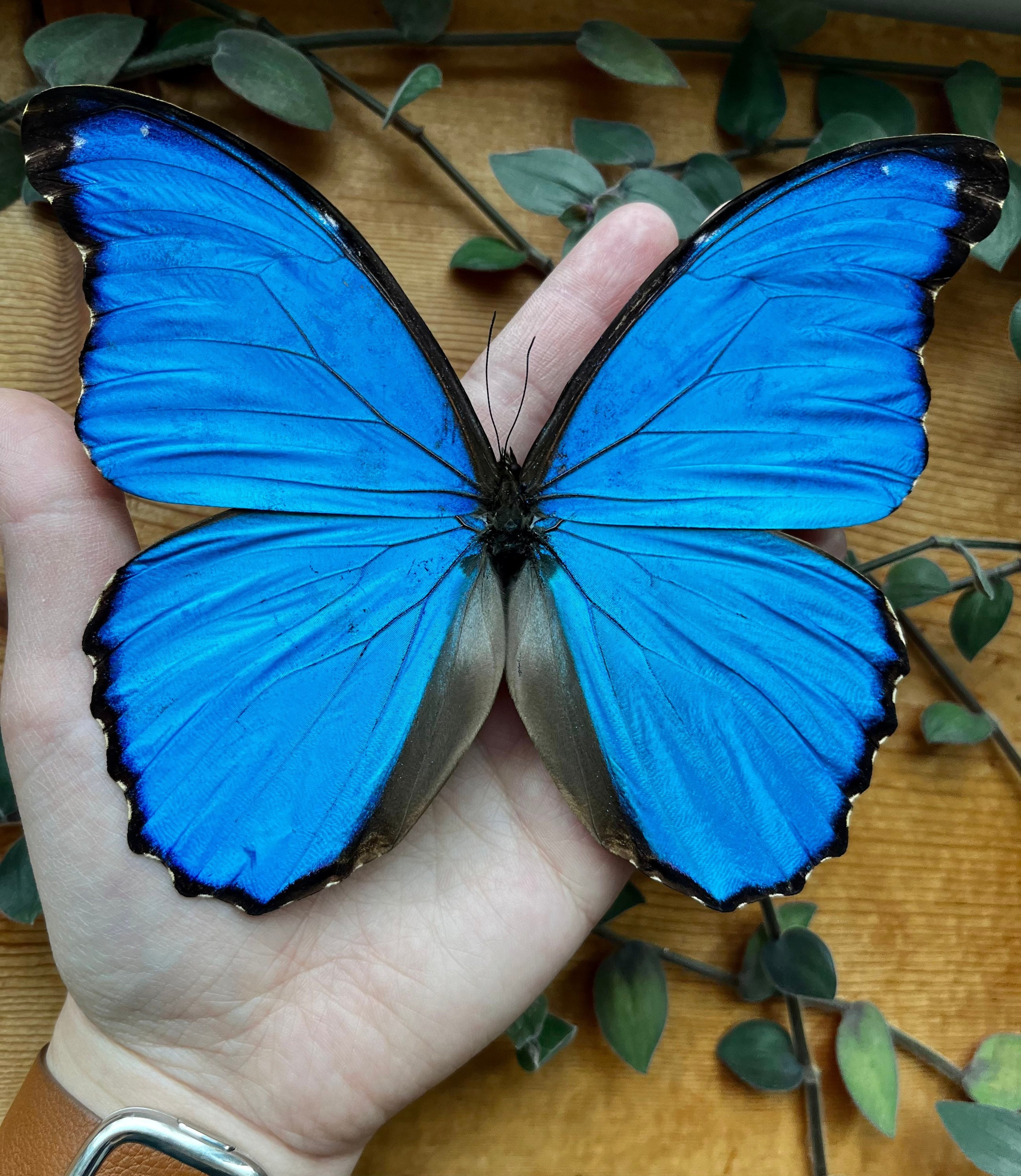 artwork & collectors for butterflies Morpho Morpho様 | Morphos Blue その他