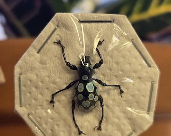 REAL Jewel Weevil Pachyrhynchus robustus, Dead, Dried, Preserved beetle insect specimen for pinning, spreading, mounting, entomology art
