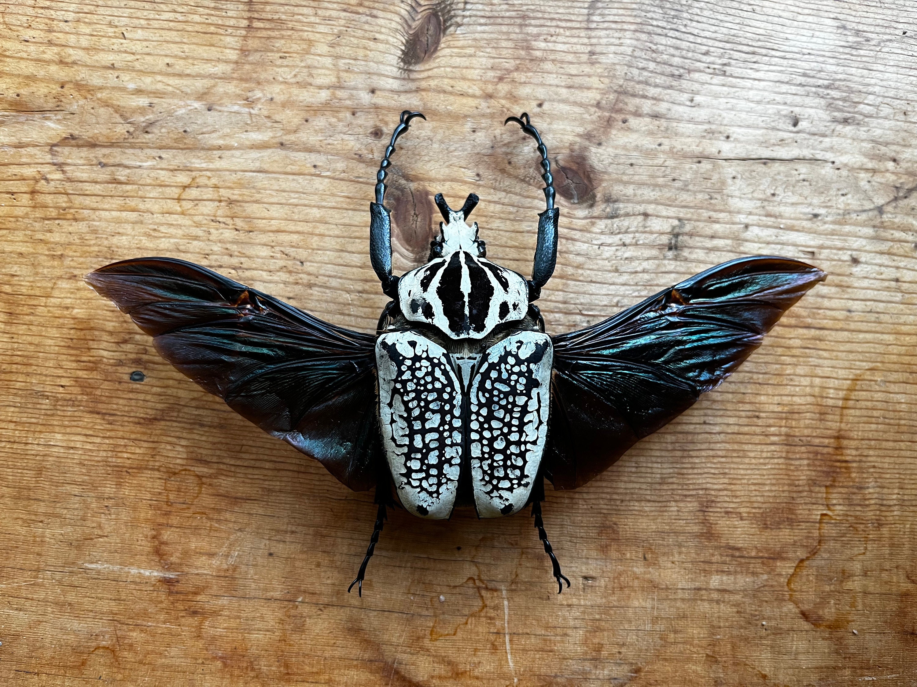 Goliathus Orientalis GIANT African Flower Beetle UNSPREAD - Etsy