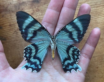 RARE Blue Dayflying Moth 'Alcides orontes'