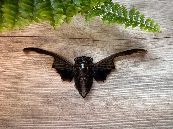 Black and White Batwing Cicada 'cryptotympana Aquila', Real, Dead