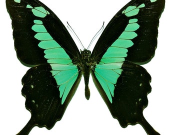 Apple-Green Swallowtail, REAL BUTTERFLY, Papilio phorcas