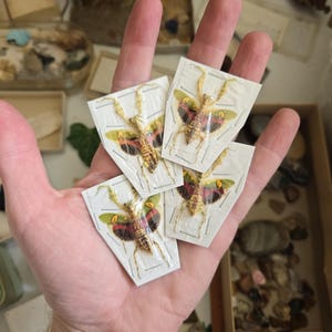 Jeweled Flower Mantis REAL Creobroter gemmatus Wings SPREAD, Dead, Dried, Preserved Insect Specimen, Praying, Preying Mantis