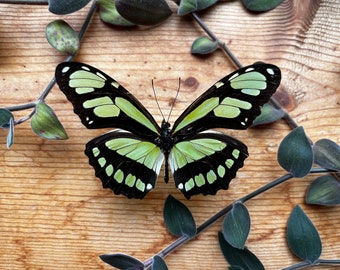 Dido Longwing Butterfly 'Philaethria dido' Unmounted