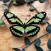 see more listings in the Butterfly Specimens section