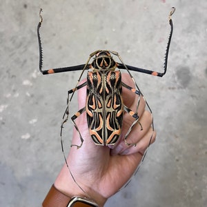 REAL Huge Harlequin Beetle Acrocinus Longimanus Unspread