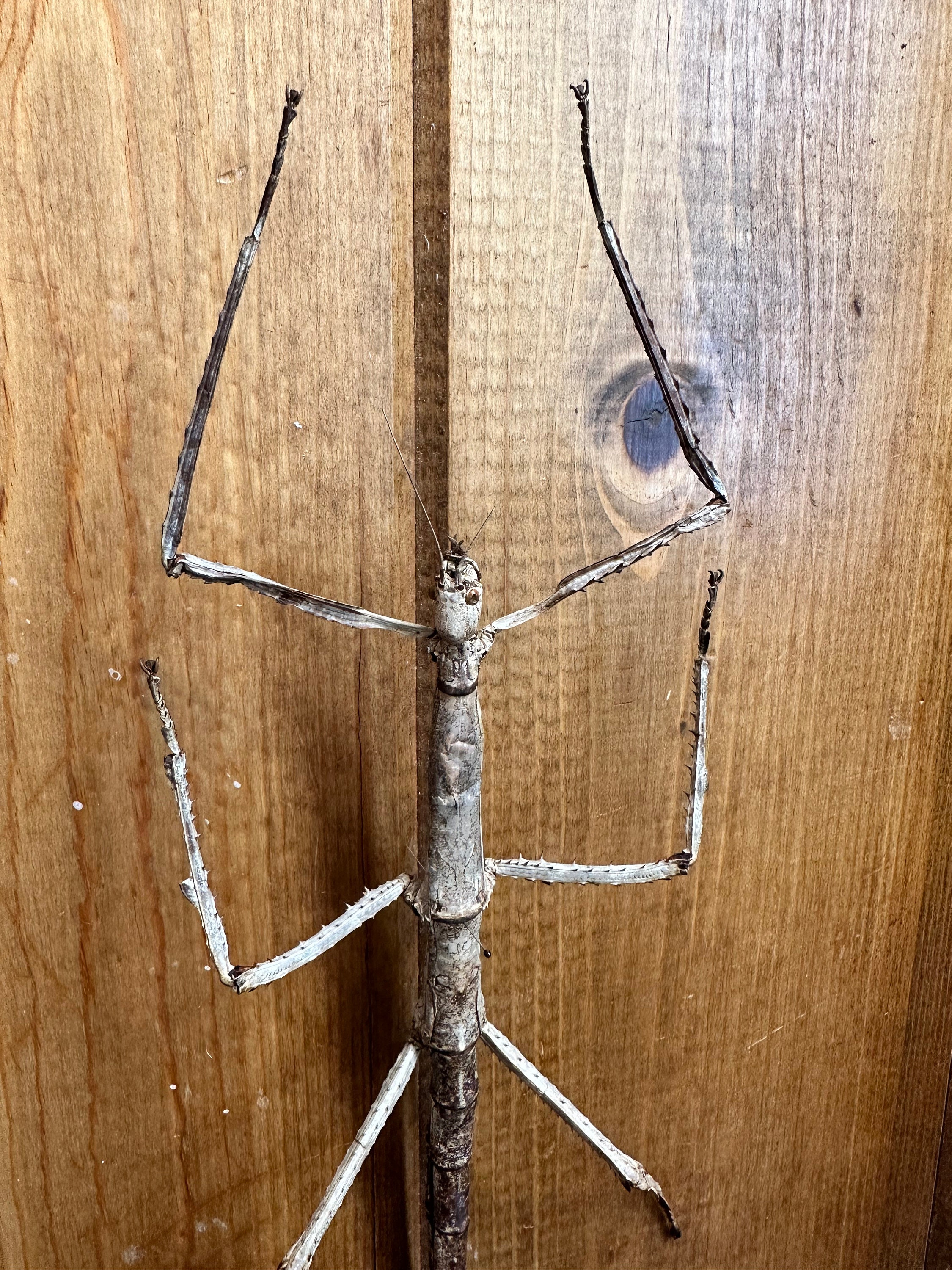 GIANT Stick Insect 'tirachoidea Westwoodi' UNSPREAD Etsy