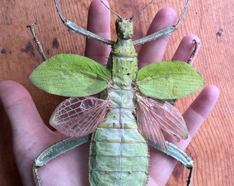 Heteropteryx dilatata, HUGE Jungle Nymph Weird giant bug